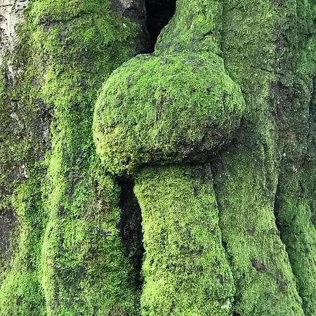Дом отдыха Nature Escape W Garden, Cleaning Included